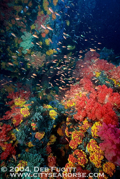 Misool, Colorful Canyons in Raja Ampat