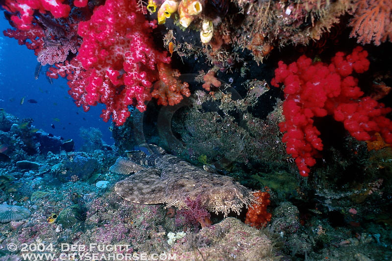 Tasselled Wobbegong Sharks, Irian Jaya Indonesia