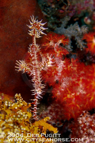 Ghost Pipefish - Raja Empat Indonesia
