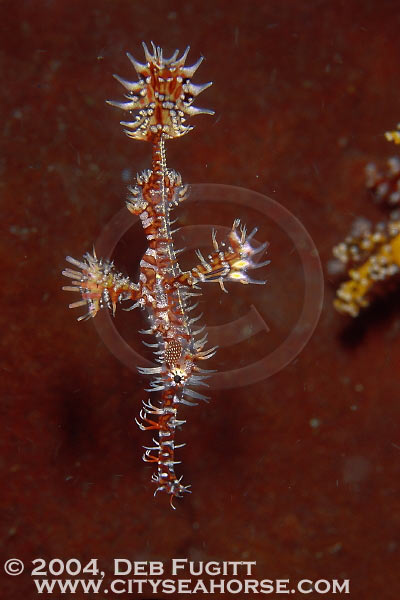 Ghost Pipefish - Raja Empat Indonesia