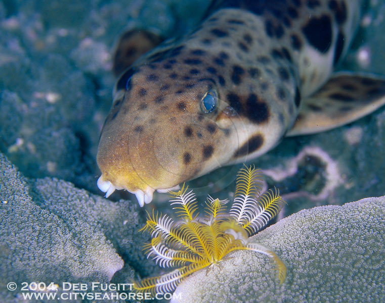 Irian Bamboo Shark, Rajah Ampat Islands, Indonesia