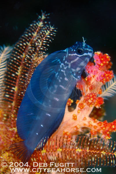 Jay's Blenny, Irian Jaya Indonesia.