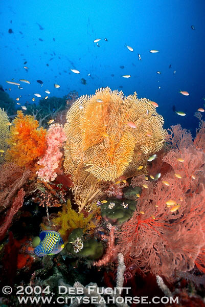 Coral Scene, Raja Ampat Indonesia