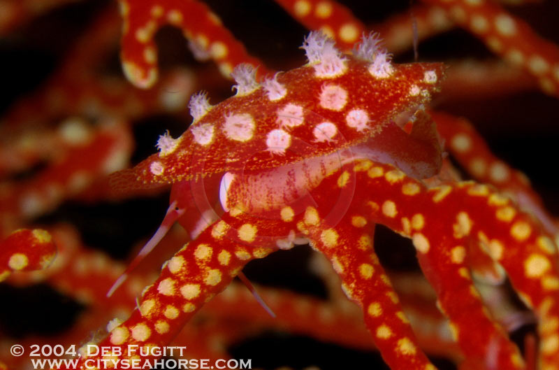 Allied Cowrie, Misool, Irian Jaya Indonesia Diving