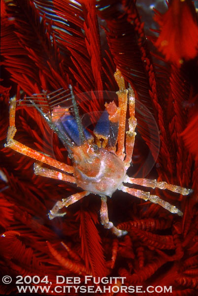 DFugitt-05-Melissa-devilcrab-01