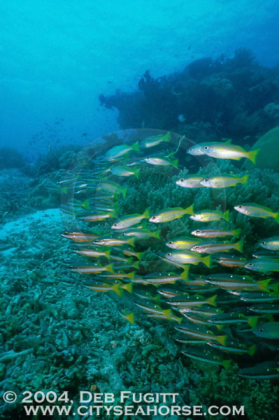 Snapper Schools, Indonesia Diving, Raja Ampat