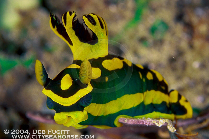 Tambja Nudibranch - Raja Ampat Indonesia
