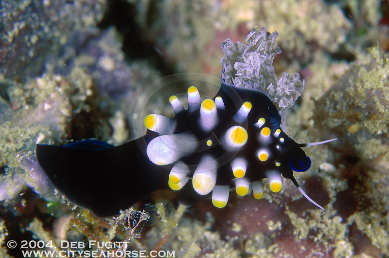 Juvenile Egg Cowrie, Cypraea ovum, Irian Diving, Rajah Ampat