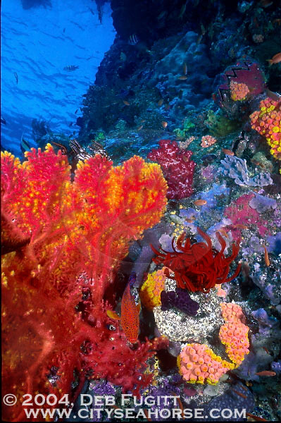 Shallow Wall Diving Raja Ampat