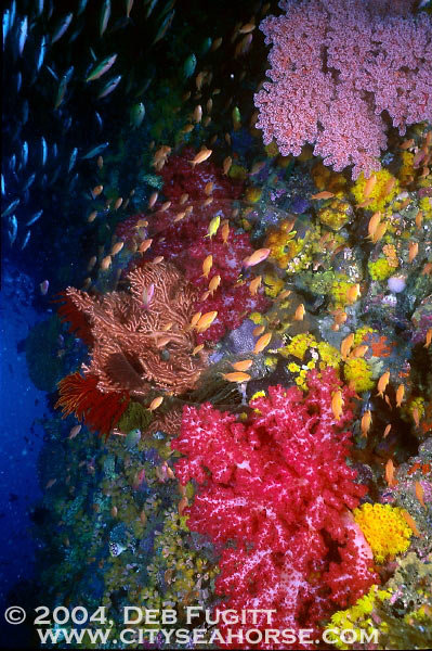 Shallow Wall Diving Raja Ampat
