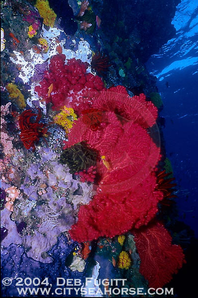 Colors of Raja Ampat.