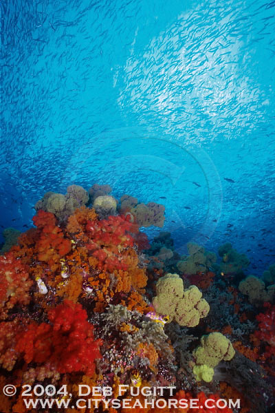 DFugitt-05-Fiabacet15-02