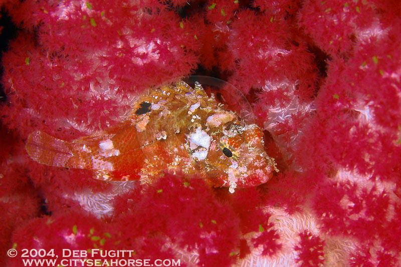 Shortfih Scorpionfish at Night, Papua Indonesia Diving