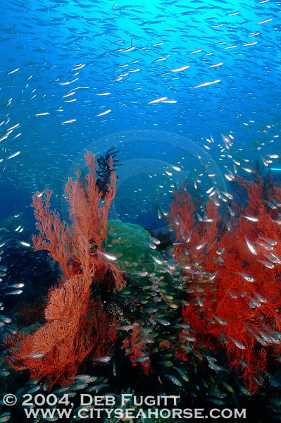 DFugitt-05-Fiabacet15-13