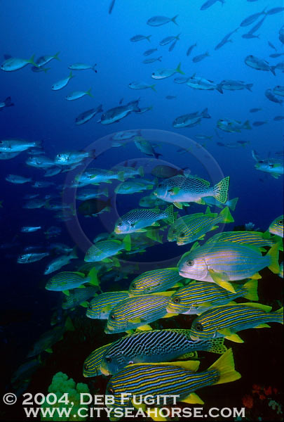 Sweetlips, 3 species, Irian Jaya Indonesia Diving