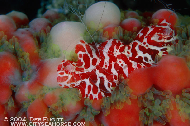 Flatworm on Starfish Arm.