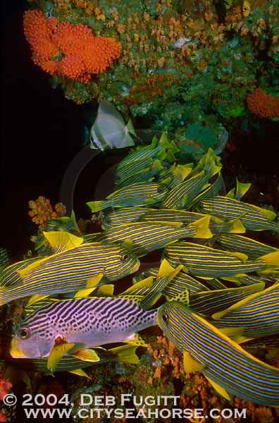 Carpet of Sweetlips, Raja Ampat, Irian Diving, Irian Jaya