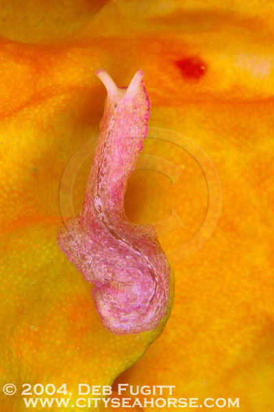 Flatworm, Dampier Strait, Papua Indonesia