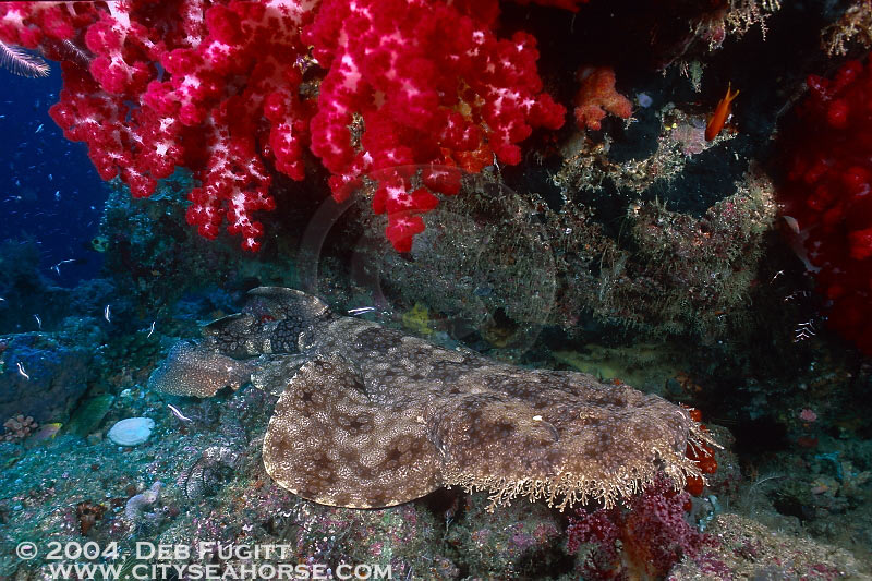 Wobbegong Sharks, Sorong Indonesia