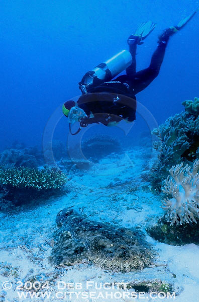 Jay and Wobbegong Shark, Papua Diving