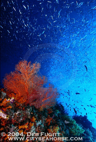 Silverside Chaos in Irian Jaya's Raja Ampat Island, Misool.