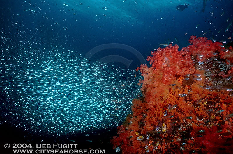 Misool, Raja Ampat Schools of Silversides, Soft Corals