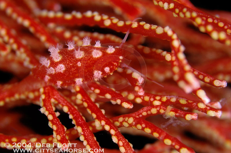 Allied Cowrie, Misool, Raja Ampat Indonesia