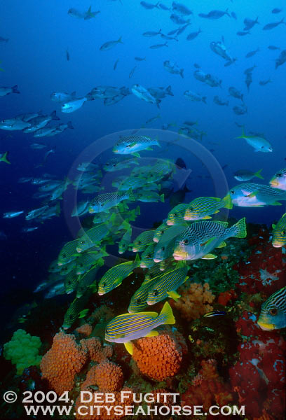 Sweetlips, Schooling Fish, Raja Ampat Indonesia Diving