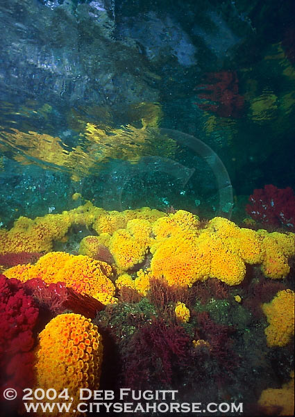 Reflection shot. Irian Jaya Diving