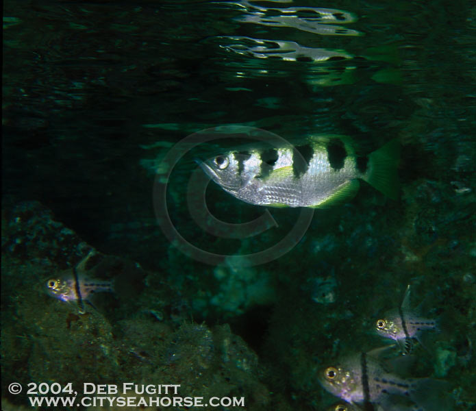 Archerfish, Waigeo, Papua Indonesia