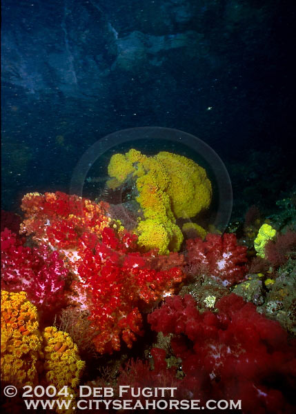 Ripping Current = Bright Colors