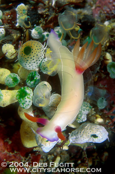Chromodoris Bullocki Nudibranch, Color Variation, Raja Empat Indonesia