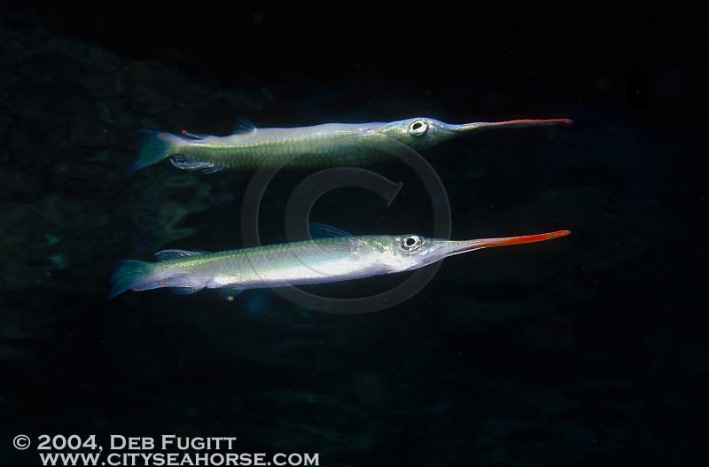 Estuarine Halfbeak, Raja Empat Indonesia