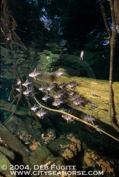 Polkadot Cardinalfish - Raja Empat Diving