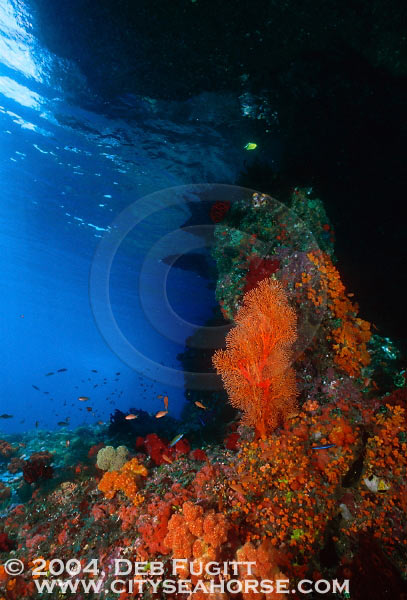 Jewel-like Colors, Raja Empat Indonesia