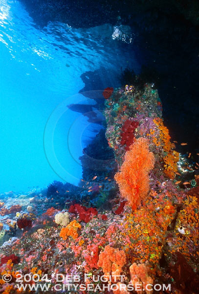 Jewel-like Colors, Raja Empat Indonesia