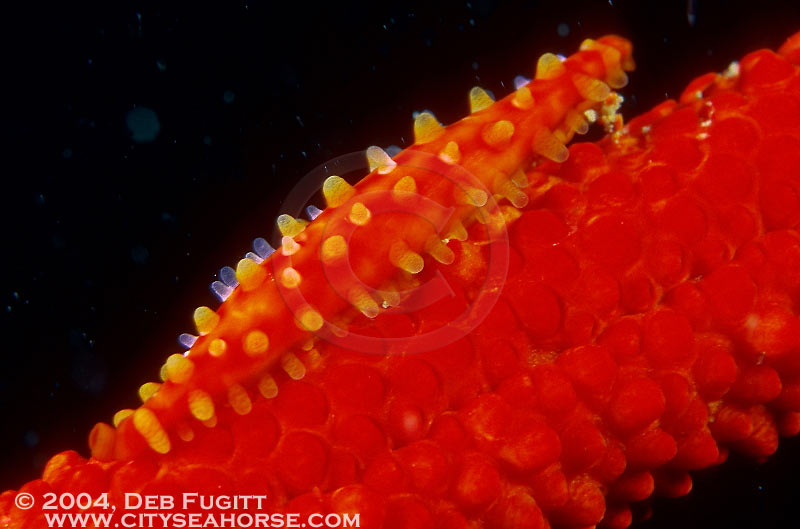 DFugitt-05-Sorong-allied-cowrie