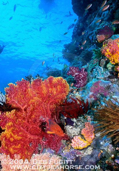 Shallow Wall Diving Rajah Ampat