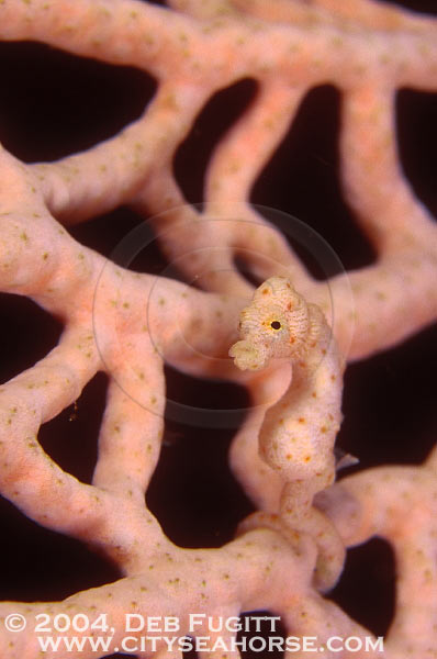 Pygmy Seahorse Picture