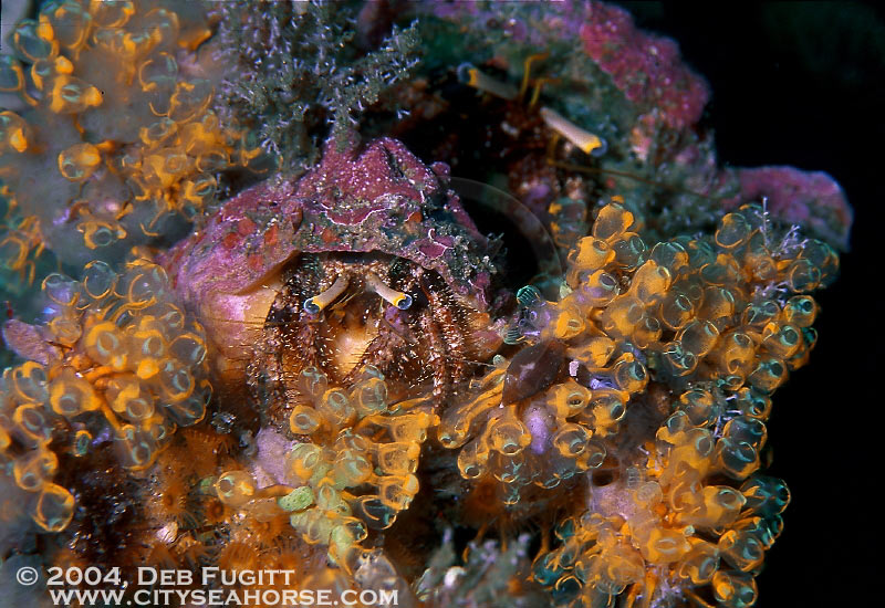 Matching Eyes?  Indonesia Diving