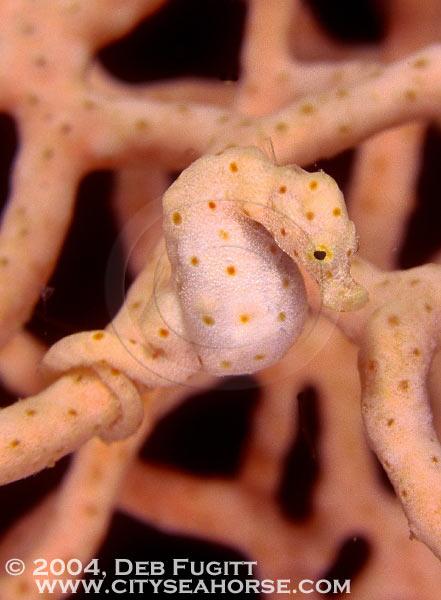 Pygmy Seahorse, "Plucked Chicken"