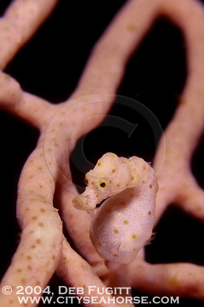 DFugitt-05-Fiabacet-nude-pygmy-seahorse-02