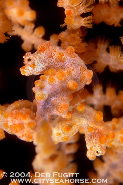 DFugitt-05-waterlogged-seahorse-02