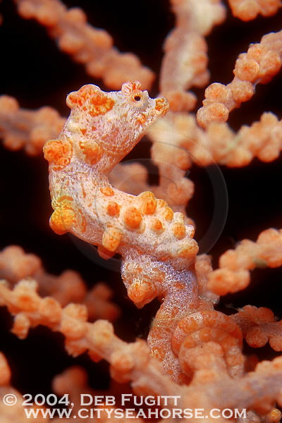 DFugitt-05-waterlogged-seahorse-01