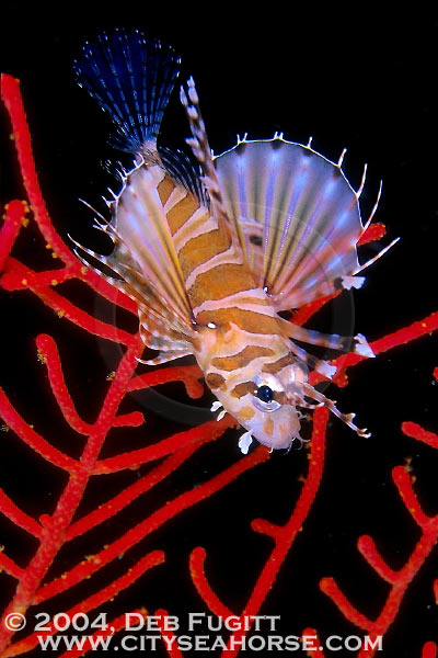 Lionfish and Red Gorgonian