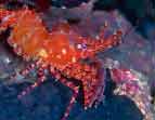 Saron Shrimp, Indonesia Diving