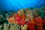 Shades of Red - Misool's Soft Corals