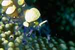 Anemone Shrimp.  Misool, Raja Empat Indonesia.