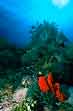 Coral Gardens, Indonesia Diving
