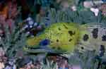 Moray Eel, Irian Jaya